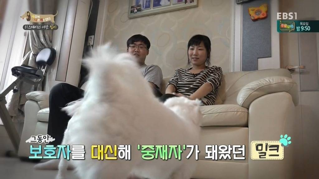 [세상에나쁜개는없다] 가족들에게 짖고 무는 강아지 릴리햏 | 인스티즈