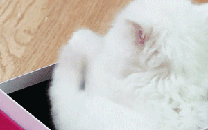 [마리와나] 뚱보냥 호동이 다이어트 시키기 (feat.먼지) | 인스티즈