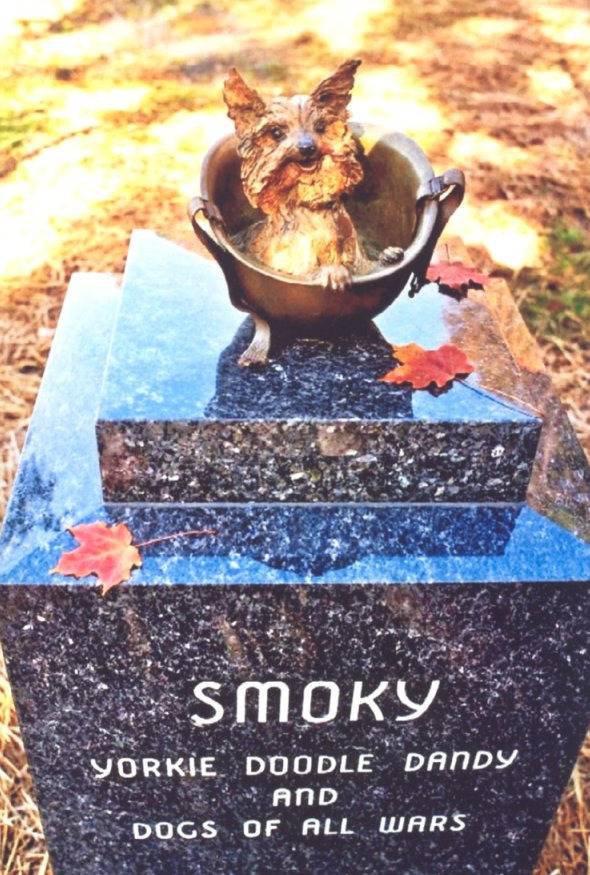 견종 이야기 - 요크셔 테리어 | 인스티즈