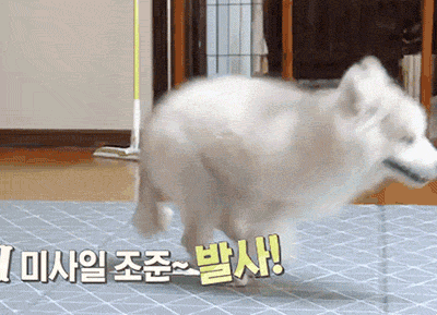 최현석 쉐프네 강아지 뚜이의 특기.gif | 인스티즈