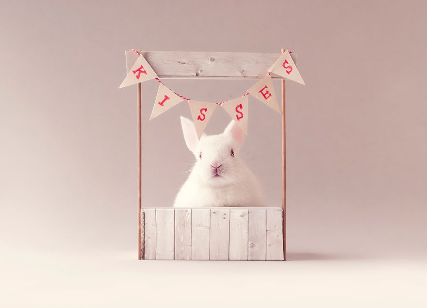 아기 토끼 성장기 | 인스티즈