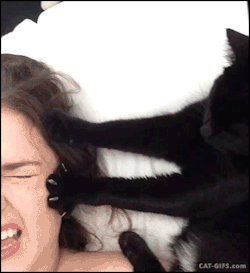 집사케어해주는 고양이 | 인스티즈