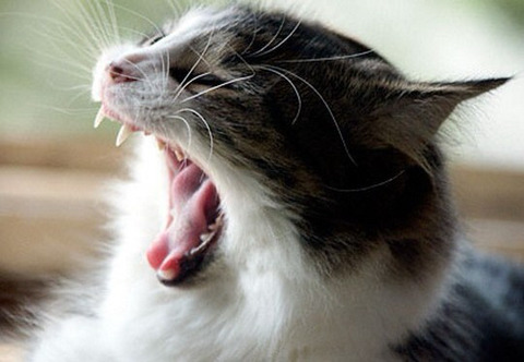 고양이 사진 찍을때 공감??? | 인스티즈