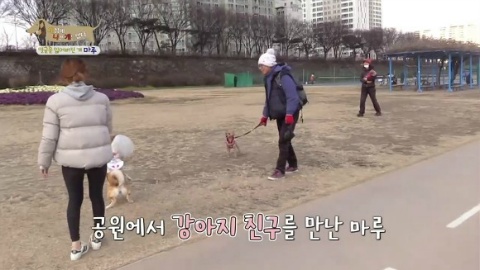 [세상에나쁜개는없다] 애견훈련소 갔다가 얼굴을 잃어버린 마루 (감동이쟈나ㅠㅠ) | 인스티즈