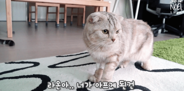 고양이 라온이 건강검진 받다. 그리고 가슴아픈 소식(스코티쉬폴드 유전병) | 인스티즈