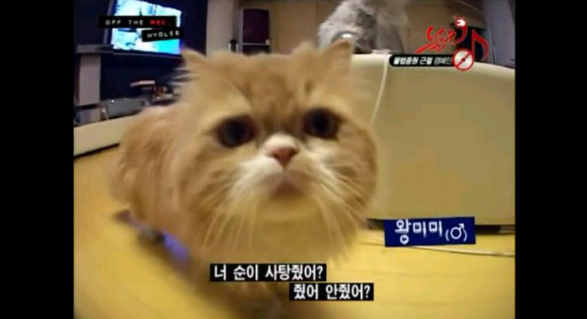 [효리네민박] 아이유 노려보던 고양이 왕미미 과거 | 인스티즈