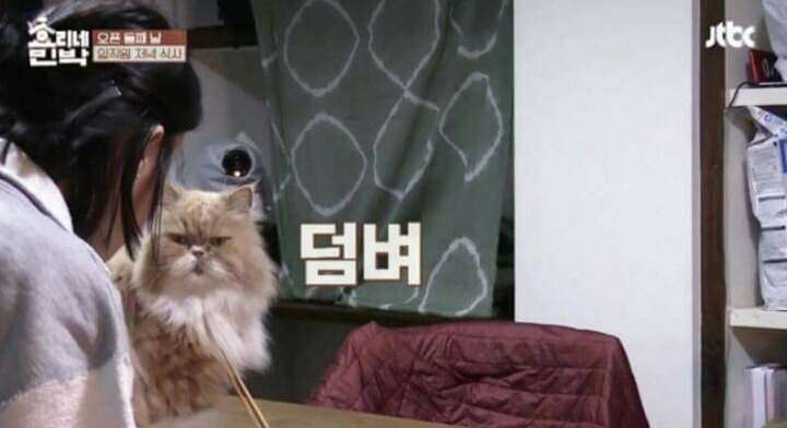 [효리네민박] 아이유 노려보던 고양이 왕미미 과거 | 인스티즈