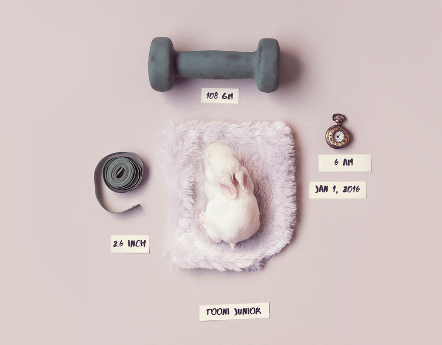 아기 토끼 성장기 | 인스티즈