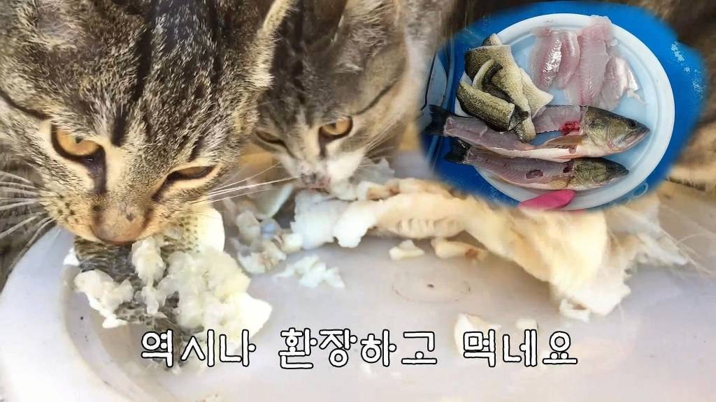 고양이 유투버 시청자들 시청 단계.jpg | 인스티즈