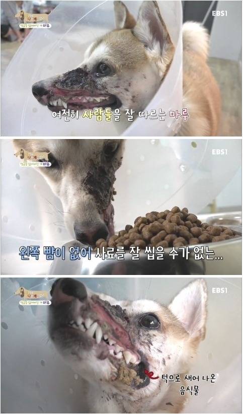 [세상에나쁜개는없다] 애견훈련소 갔다가 얼굴을 잃어버린 마루 (감동이쟈나ㅠㅠ) | 인스티즈