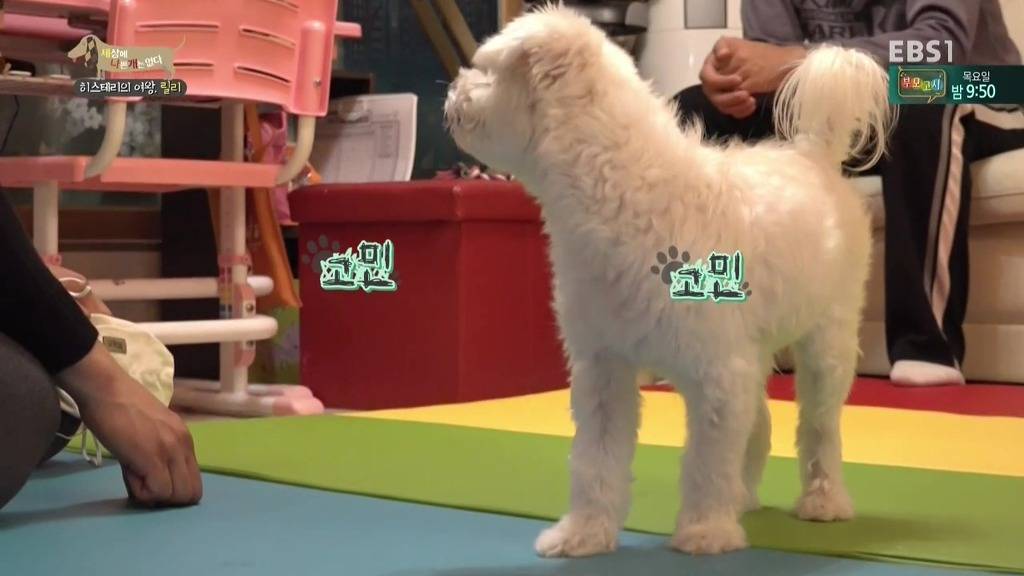 [세상에나쁜개는없다] 가족들에게 짖고 무는 강아지 릴리햏 | 인스티즈