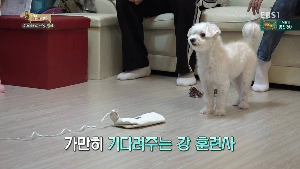 [세상에나쁜개는없다] 가족들에게 짖고 무는 강아지 릴리햏 | 인스티즈