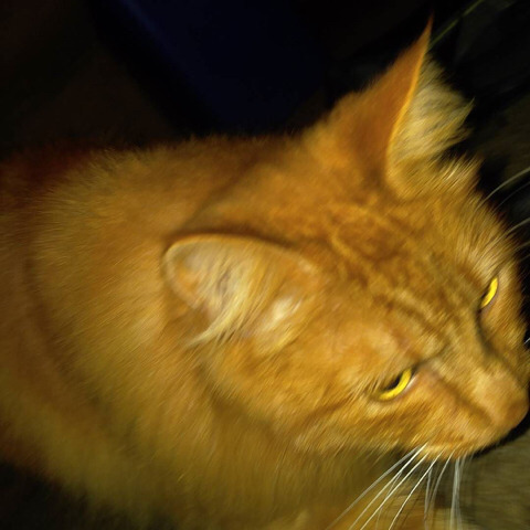 고양이 사진 찍을때 공감??? | 인스티즈