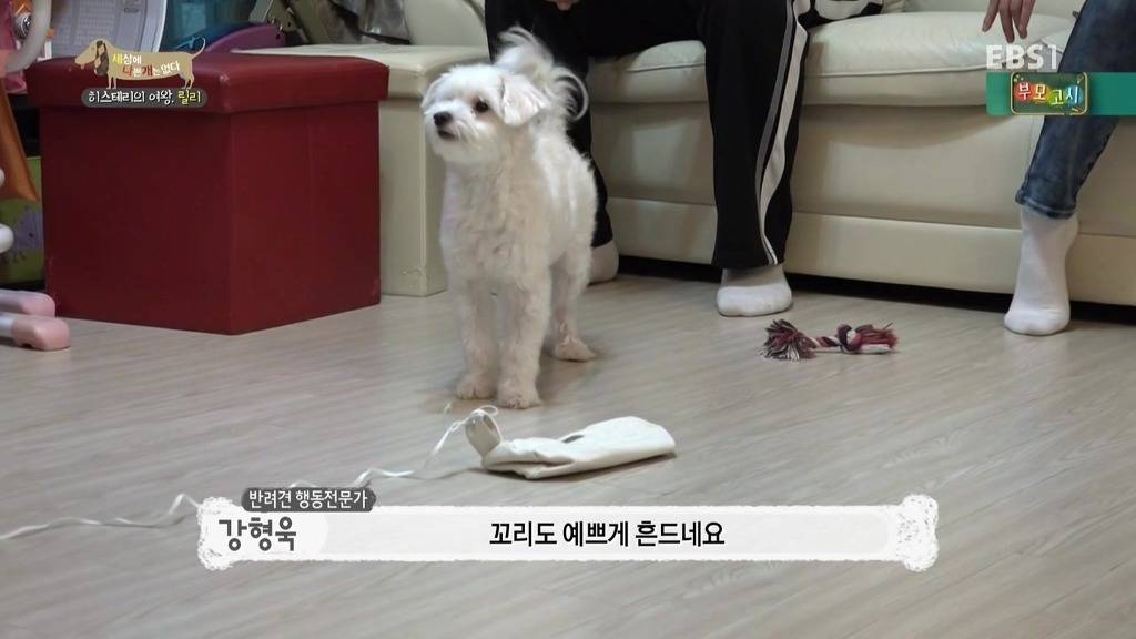 [세상에나쁜개는없다] 가족들에게 짖고 무는 강아지 릴리햏 | 인스티즈