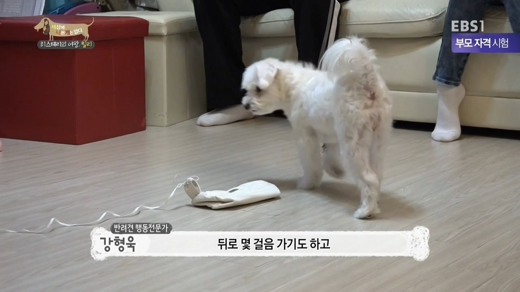 [세상에나쁜개는없다] 가족들에게 짖고 무는 강아지 릴리햏 | 인스티즈