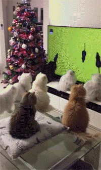 몰입감 쩌는 고양이 전문 방송 | 인스티즈