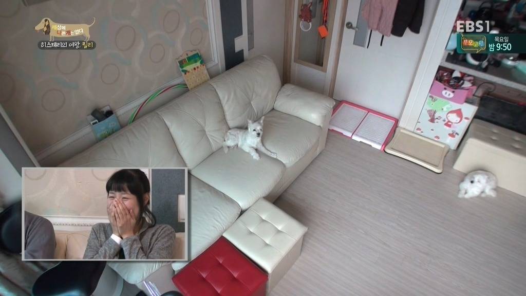 [세상에나쁜개는없다] 가족들에게 짖고 무는 강아지 릴리햏 | 인스티즈