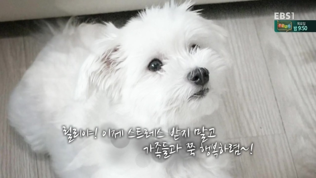 [세상에나쁜개는없다] 가족들에게 짖고 무는 강아지 릴리햏 | 인스티즈