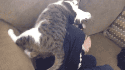아이에게 부비부비냥.gif | 인스티즈