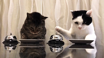 짱덕터지는 고양이 실험 | 인스티즈