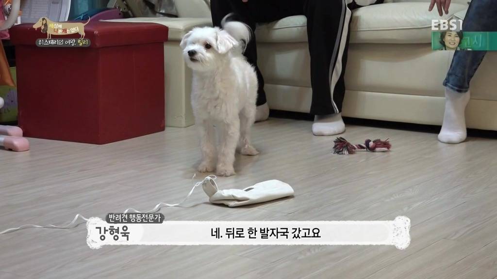 [세상에나쁜개는없다] 가족들에게 짖고 무는 강아지 릴리햏 | 인스티즈