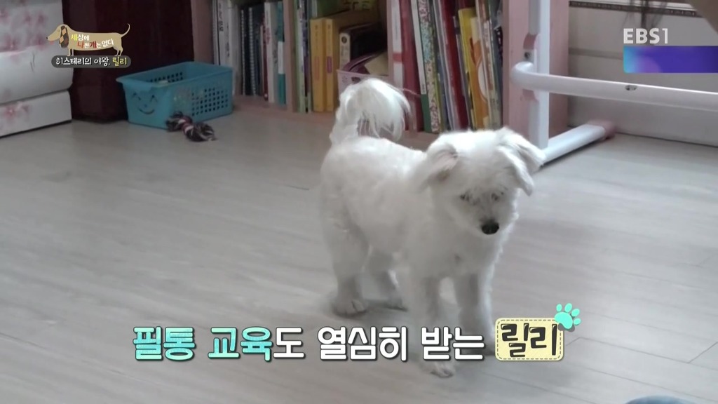 [세상에나쁜개는없다] 가족들에게 짖고 무는 강아지 릴리햏 | 인스티즈