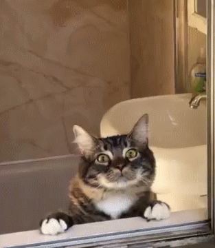 약간 고장난 고양이들 | 인스티즈