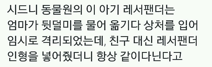 아기 레서팬더에게 임시로 친구 대신 레서팬더 인형을 넣어줬더니.twt | 인스티즈