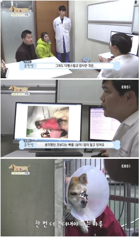 [세상에나쁜개는없다] 애견훈련소 갔다가 얼굴을 잃어버린 마루 (감동이쟈나ㅠㅠ) | 인스티즈