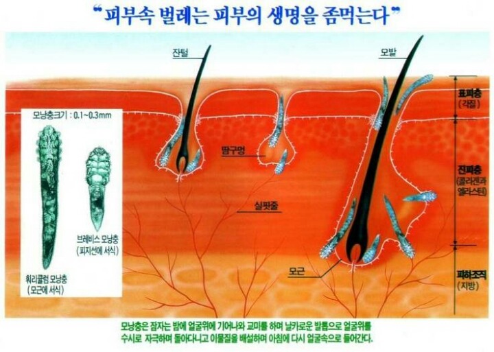 화장하고나서 눈썹이나 속눈썹이 가려운이유 (혐오주의) | 인스티즈