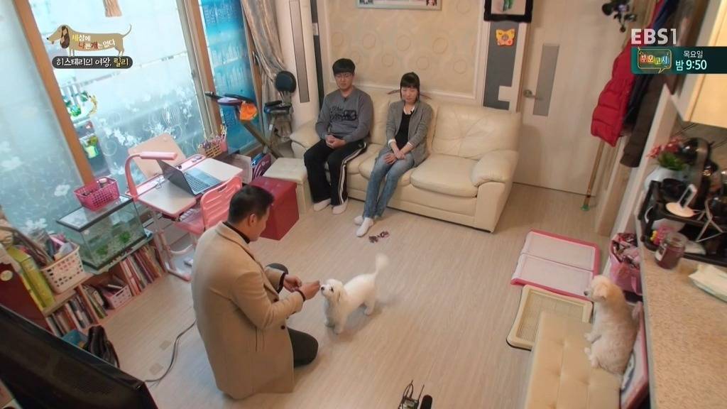 [세상에나쁜개는없다] 가족들에게 짖고 무는 강아지 릴리햏 | 인스티즈