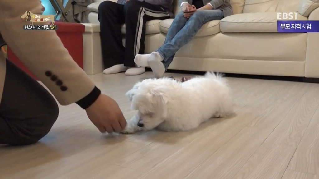 [세상에나쁜개는없다] 가족들에게 짖고 무는 강아지 릴리햏 | 인스티즈