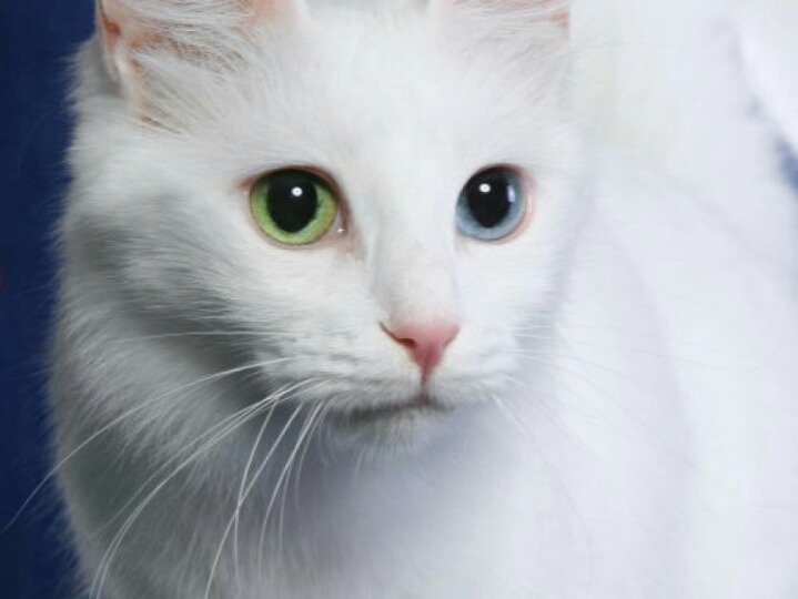 고양이 기르는 사람들 사이에선 꽤 유명한 이야기.txt | 인스티즈