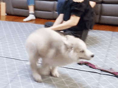 최현석 쉐프네 강아지 뚜이의 특기.gif | 인스티즈