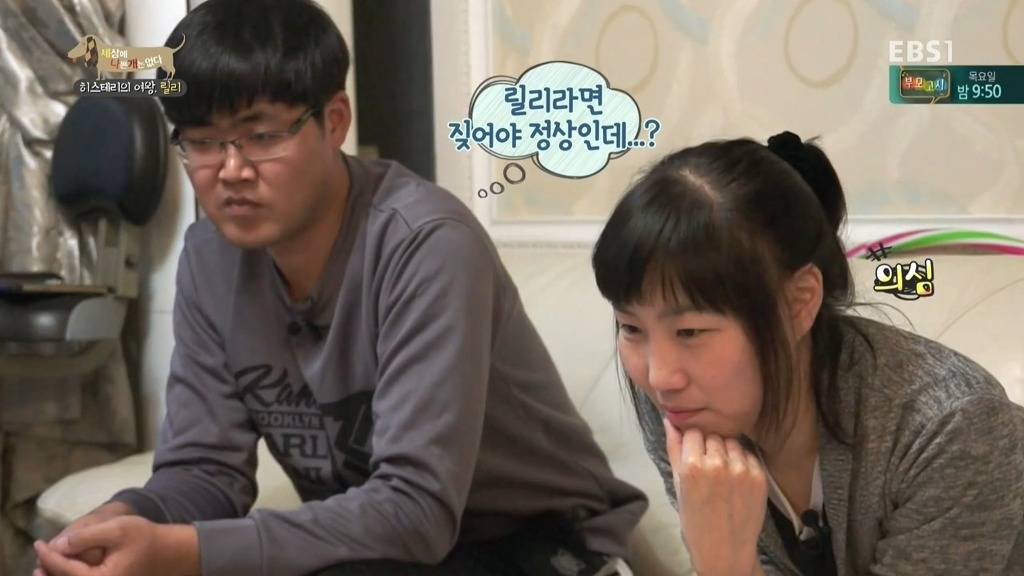 [세상에나쁜개는없다] 가족들에게 짖고 무는 강아지 릴리햏 | 인스티즈