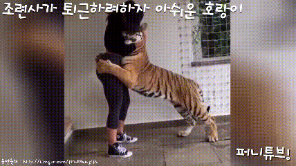 가지 말라고 집사 붙잡고 늘어지는 큰 냥이 | 인스티즈