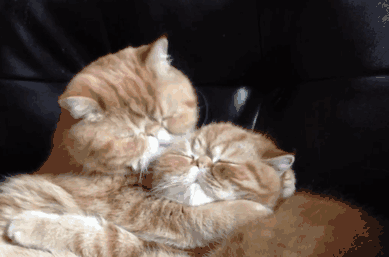 박력 넘치는 키스.gif | 인스티즈