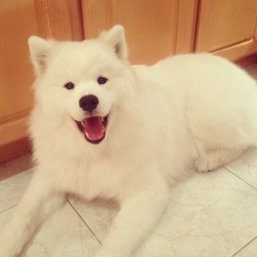 [사모예드] 하루에 빠지는 털로 옷도 짜입는다는 개 jpg | 인스티즈