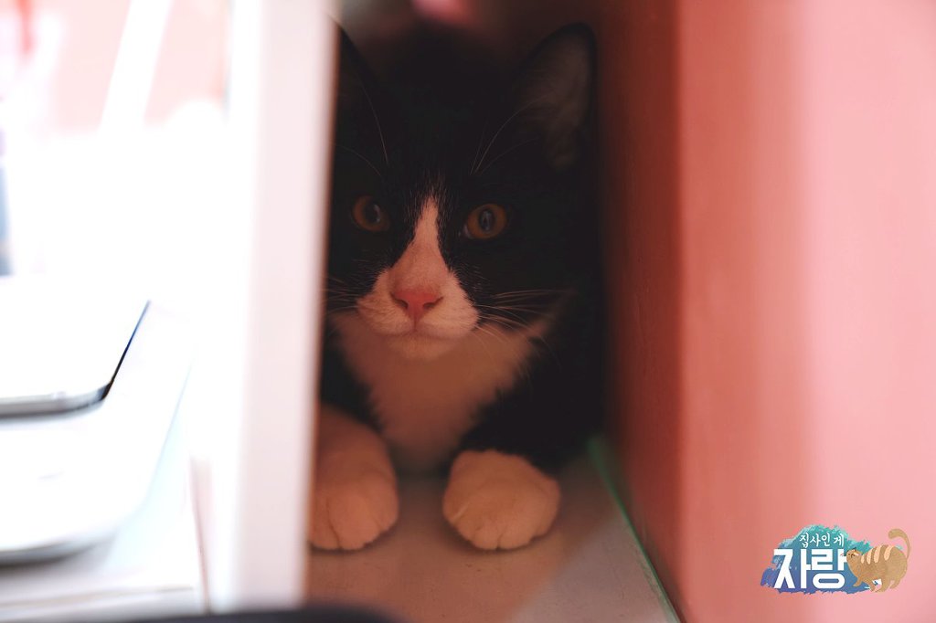 JBJ 김용국이 키우는 고양이 톨비 르시 | 인스티즈