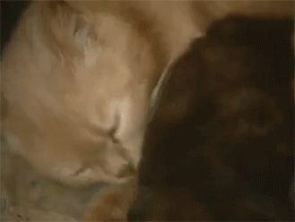 어미 잃은 아기토끼를 돌보는 어미고양이 | 인스티즈