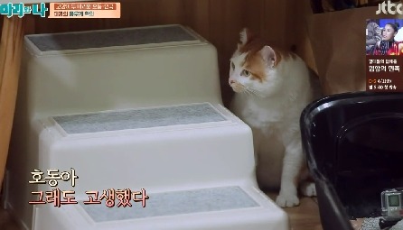 [마리와나] 뚱보냥 호동이 다이어트 시키기 (feat.먼지) | 인스티즈