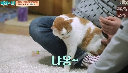 [마리와나] 뚱보냥 호동이 다이어트 시키기 (feat.먼지) | 인스티즈