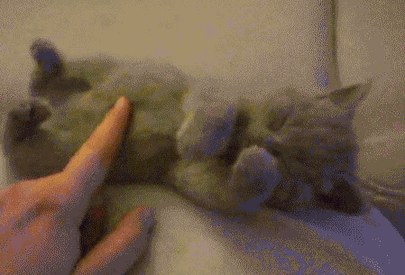 귀여운 고양이 | 인스티즈