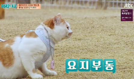 [마리와나] 뚱보냥 호동이 다이어트 시키기 (feat.먼지) | 인스티즈