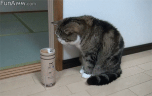 약간 고장난 고양이들 | 인스티즈