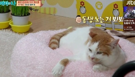 [마리와나] 뚱보냥 호동이 다이어트 시키기 (feat.먼지) | 인스티즈