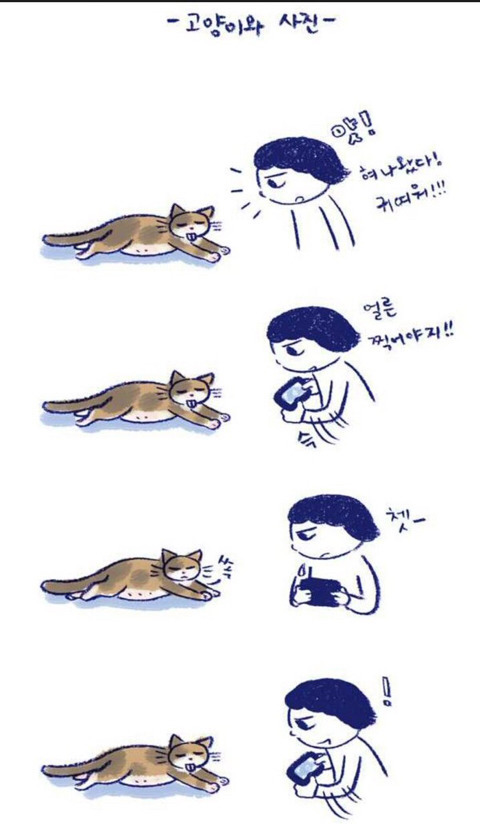 고양이 사진 찍을때 공감??? | 인스티즈