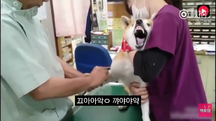 주사놓지도 않았는데 아프다고 엄살 부리는 강아지 | 인스티즈