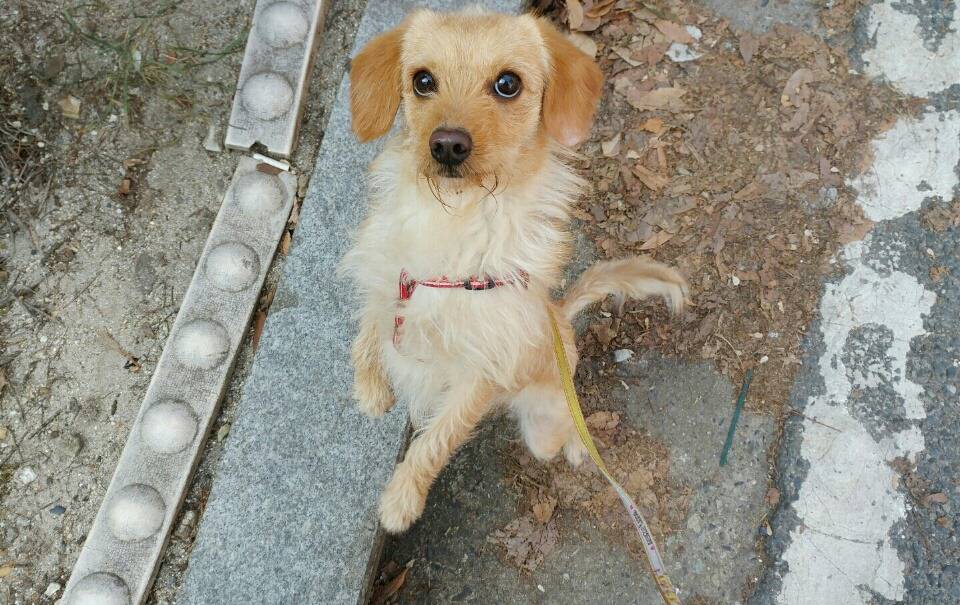 아픈 유기견의 입양 전 후와 마음을 여는 과정 (feat. 유기견도 사랑스러운 반려견이 될 수 있다) | 인스티즈