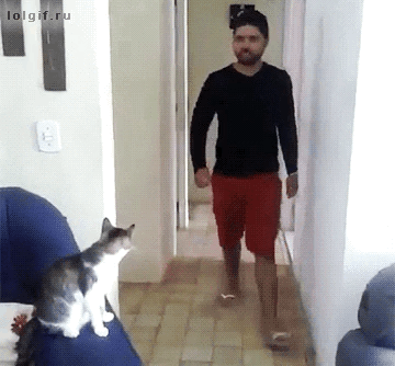 주인 반기는 냥이.gif | 인스티즈